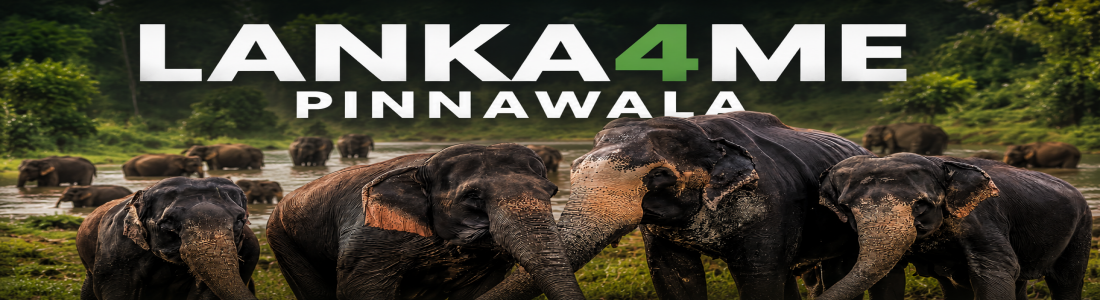 pinnawala elephant sri lanka